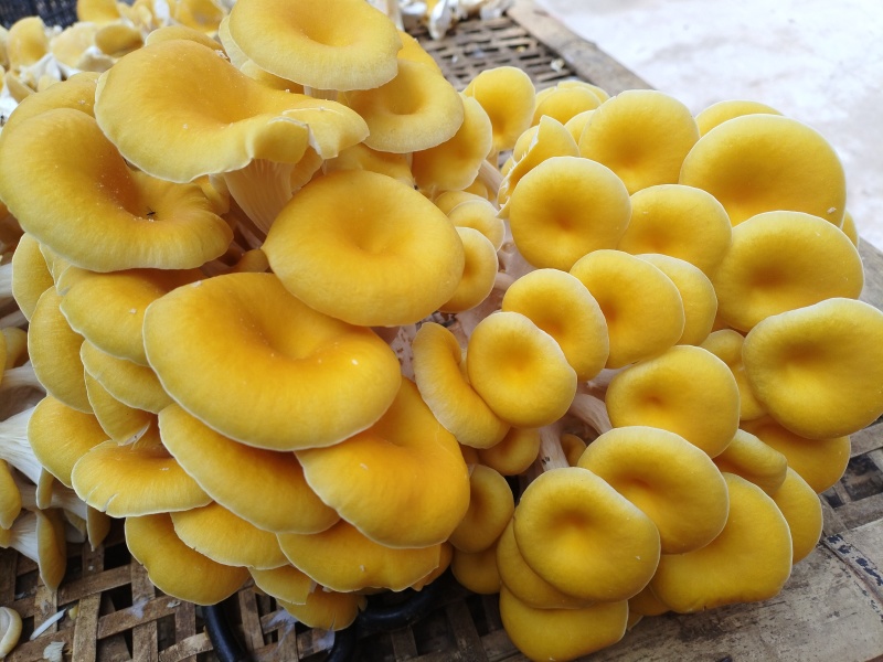 榆黄菇鲜菇上架