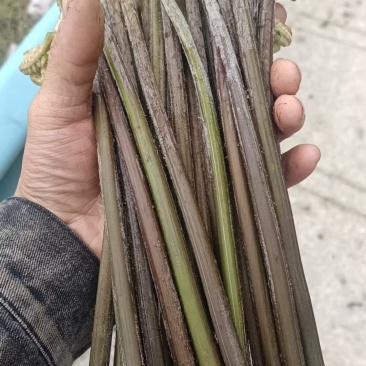 撅菜