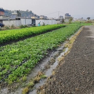 版纳水菜，品种齐全