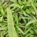 版纳水菜，品种齐全