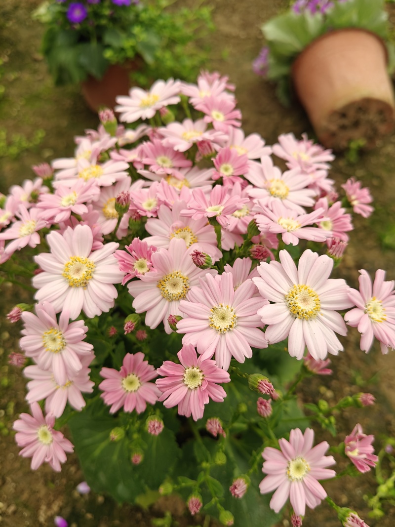 蓝色瓜叶菊盆栽带花小苗四季开花带花苞花苗鲜花带盆带土小雏菊