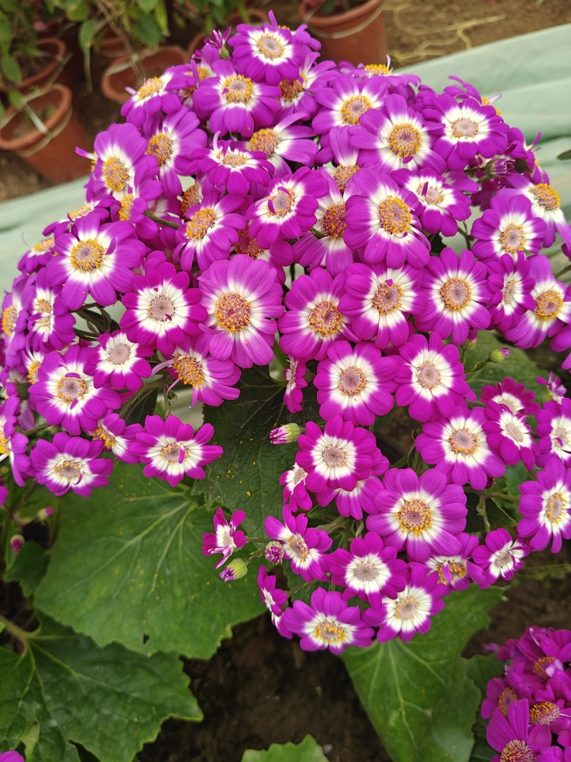 蓝色瓜叶菊盆栽带花小苗四季开花带花苞花苗鲜花带盆带土小雏菊