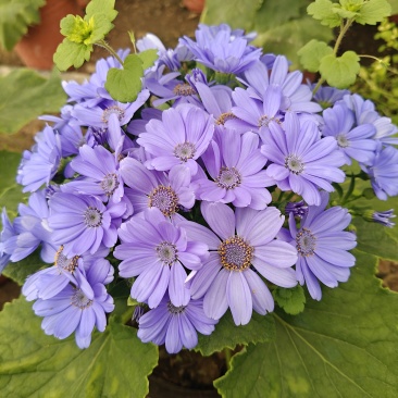 蓝色瓜叶菊盆栽带花小苗四季开花带花苞花苗鲜花带盆带土小雏菊