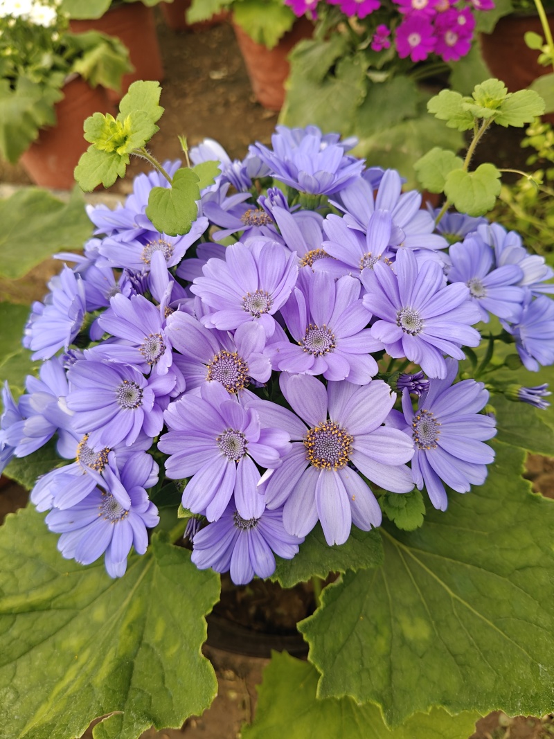 蓝色瓜叶菊盆栽带花小苗四季开花带花苞花苗鲜花带盆带土小雏菊
