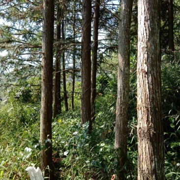 广东地区五万多棵香杉树，二十多年树龄