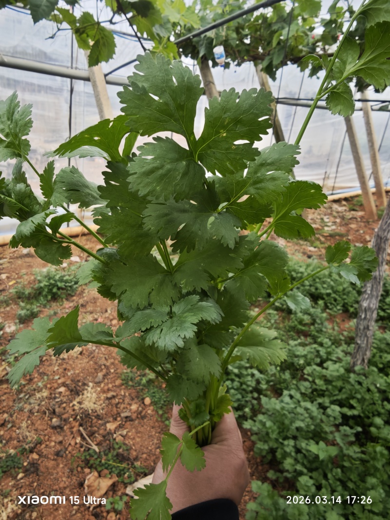 香菜
