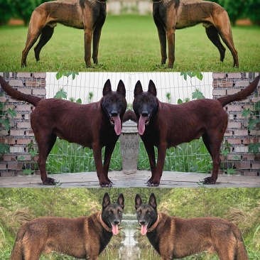 精品马犬从小教好训练好可以看家护院