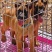 精品马犬从小教好训练好可以看家护院