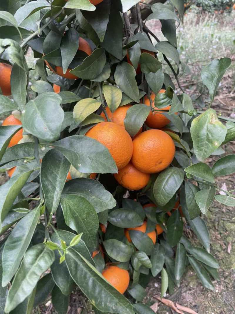 武鸣沃柑