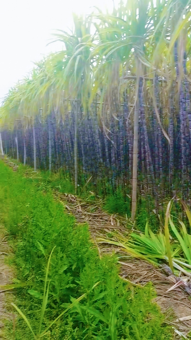 黑皮甘蔗，清甜爽口，汁水多，皮薄