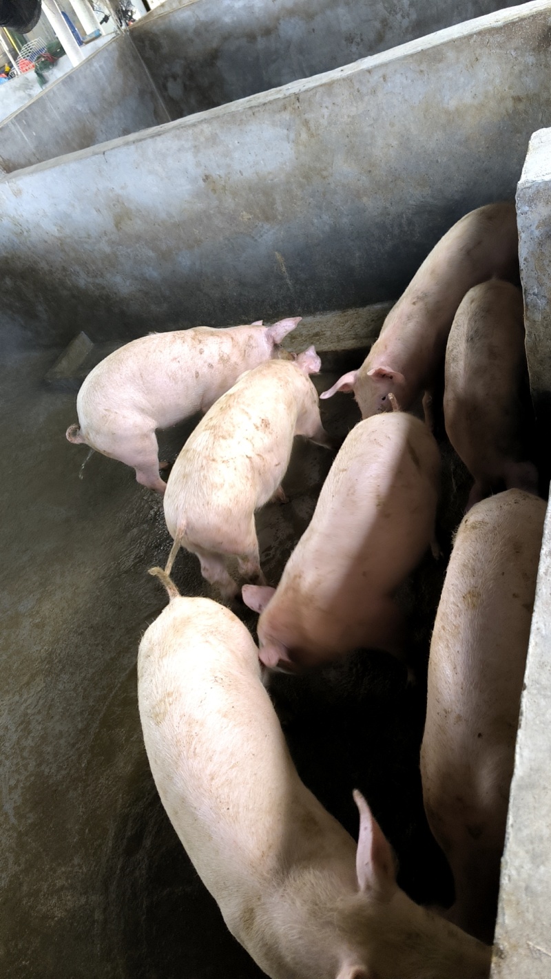 养一年以上的土猪，喂玉米粉豆粕麸皮，无打针无吃药口感鲜甜弹牙