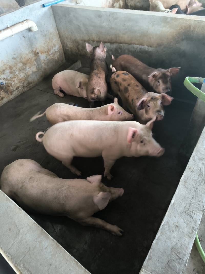 养一年以上的土猪，喂玉米粉豆粕麸皮，无打针无吃药口感鲜甜弹牙
