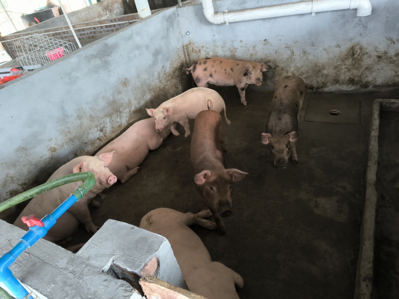 养一年以上的土猪，喂玉米粉豆粕麸皮，无打针无吃药口感鲜甜弹牙
