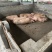 养一年以上的土猪，喂玉米粉豆粕麸皮，无打针无吃药口感鲜甜弹牙