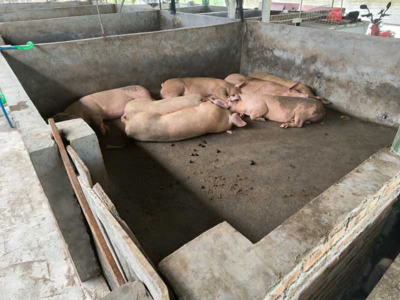 养一年以上的土猪，喂玉米粉豆粕麸皮，无打针无吃药口感鲜甜弹牙