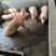 养一年以上的土猪，喂玉米粉豆粕麸皮，无打针无吃药口感鲜甜弹牙