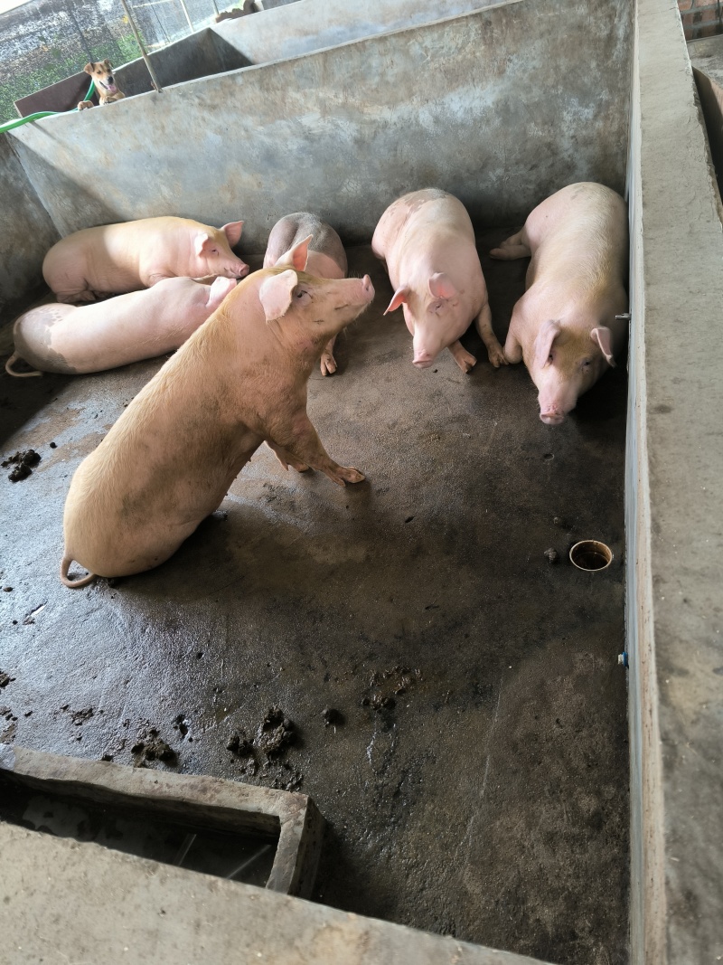 养一年以上的土猪，喂玉米粉豆粕麸皮，无打针无吃药口感鲜甜弹牙