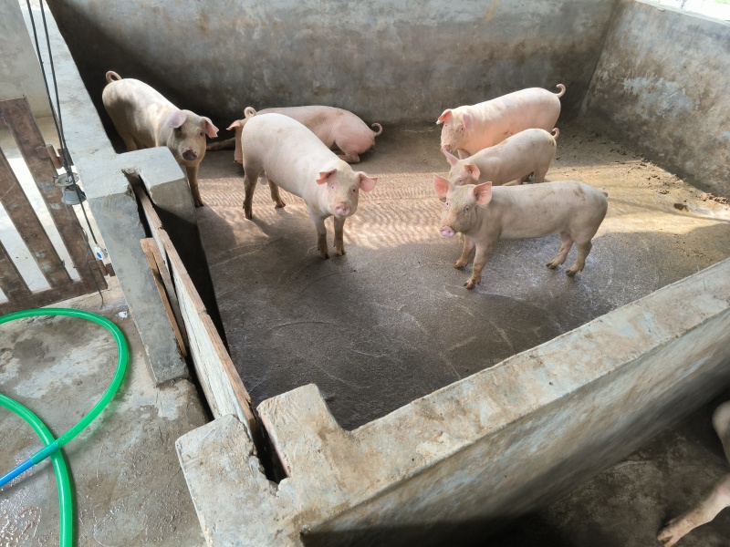 养一年以上的土猪，喂玉米粉豆粕麸皮，无打针无吃药口感鲜甜弹牙