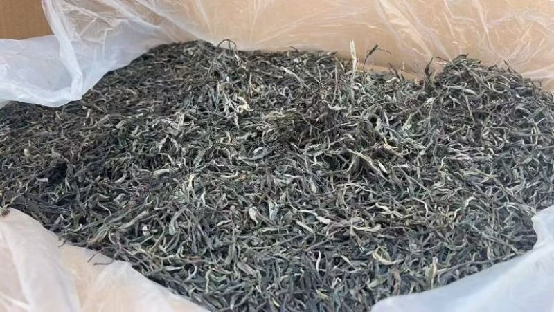 云南普洱生茶