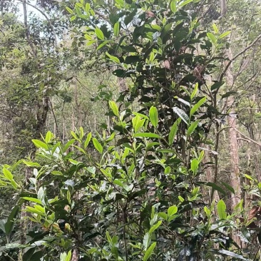 云南普洱生茶