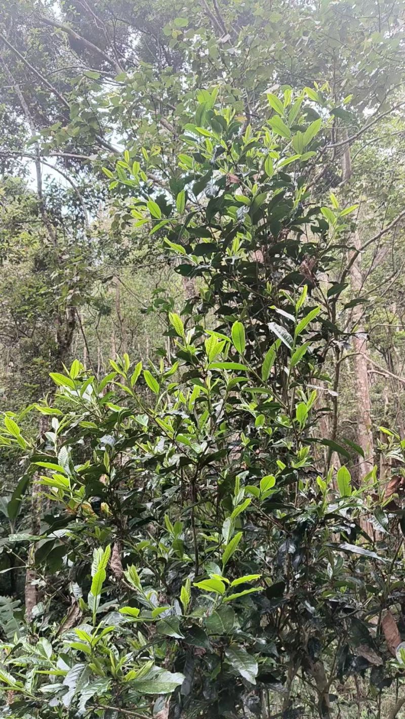 云南普洱生茶