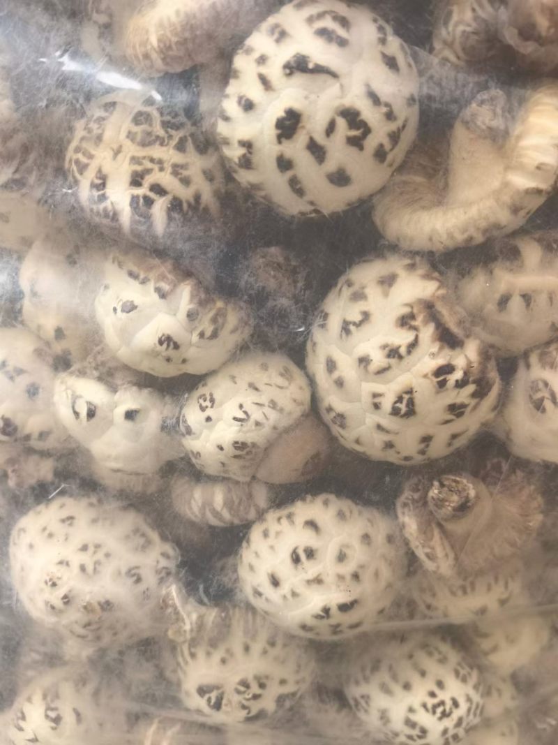 河南泌阳大花菇