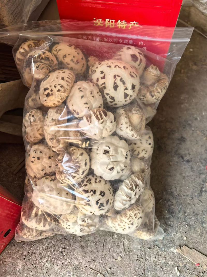 河南泌阳大花菇