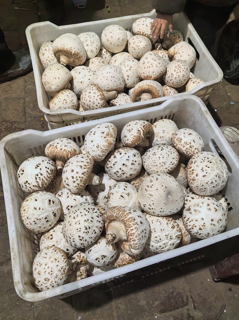 河南泌阳大花菇