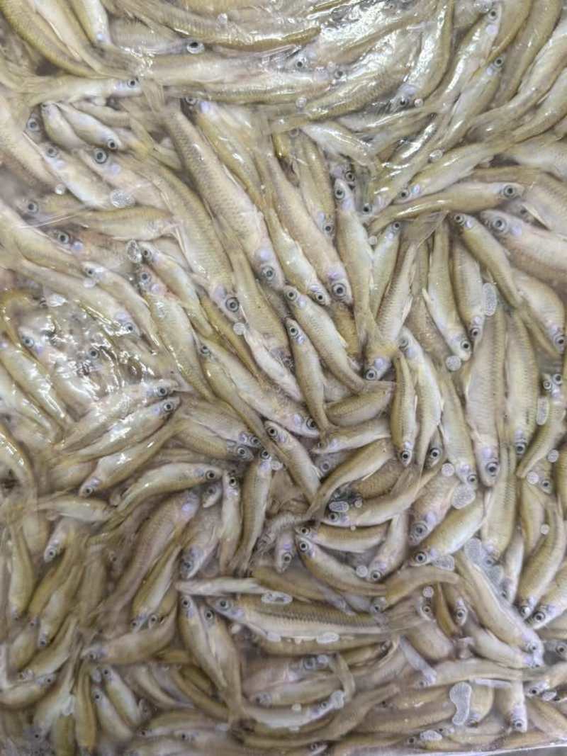 速冻麦穗可长期供货