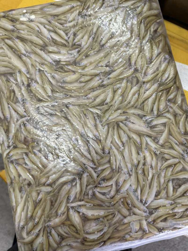 速冻麦穗可长期供货