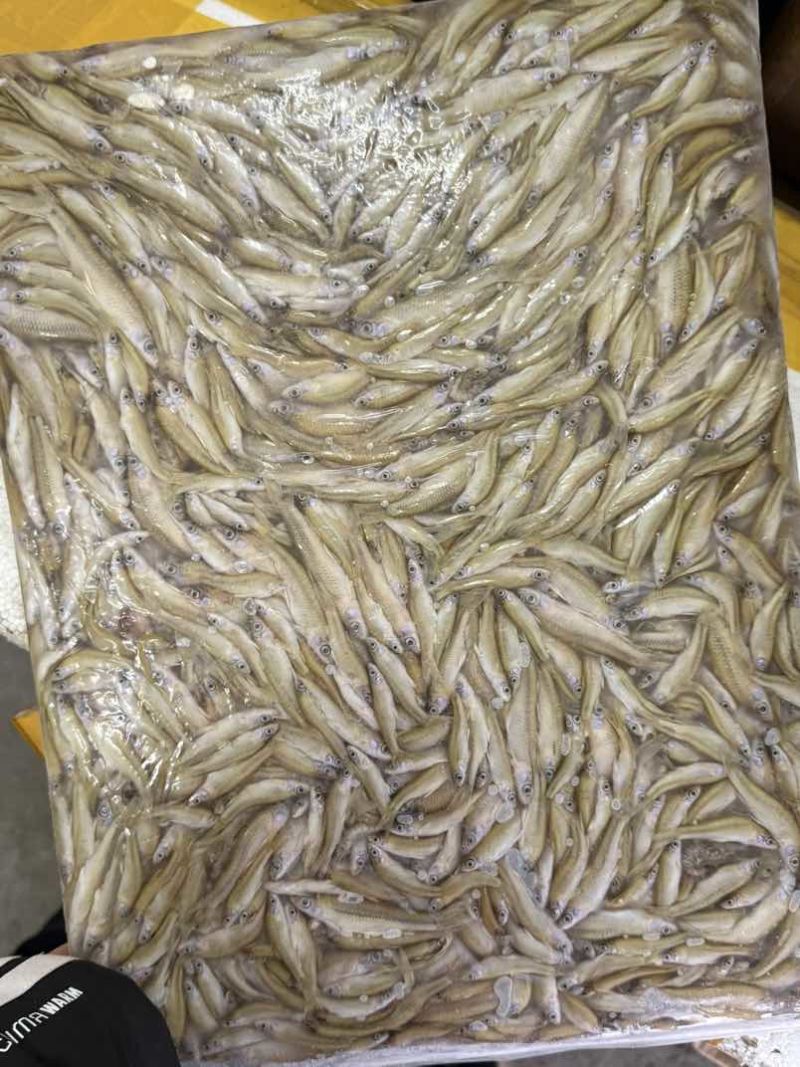 速冻麦穗可长期供货