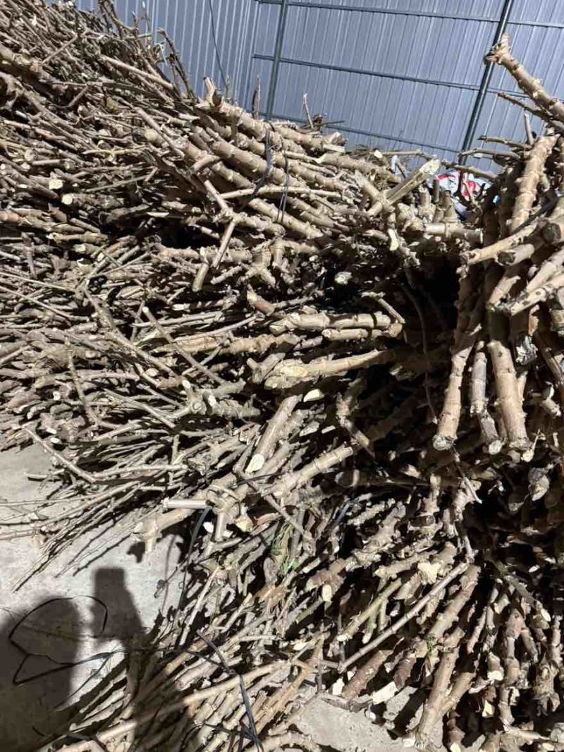 黄心木薯苗