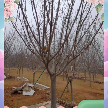 樱花树苗