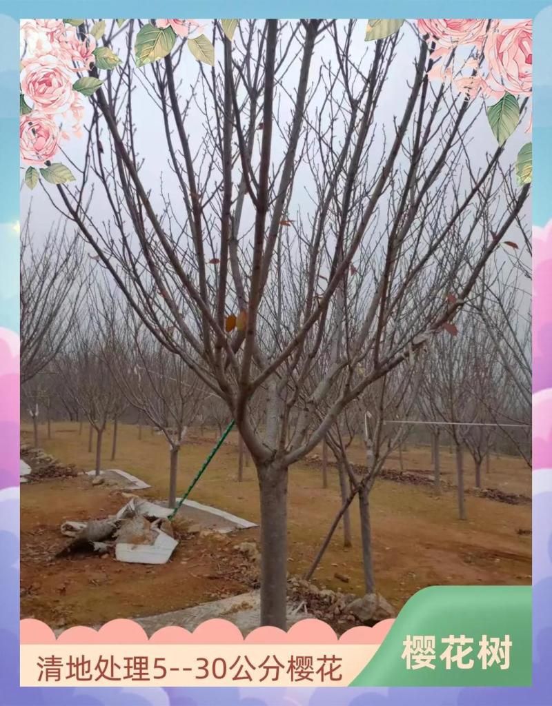 樱花树苗