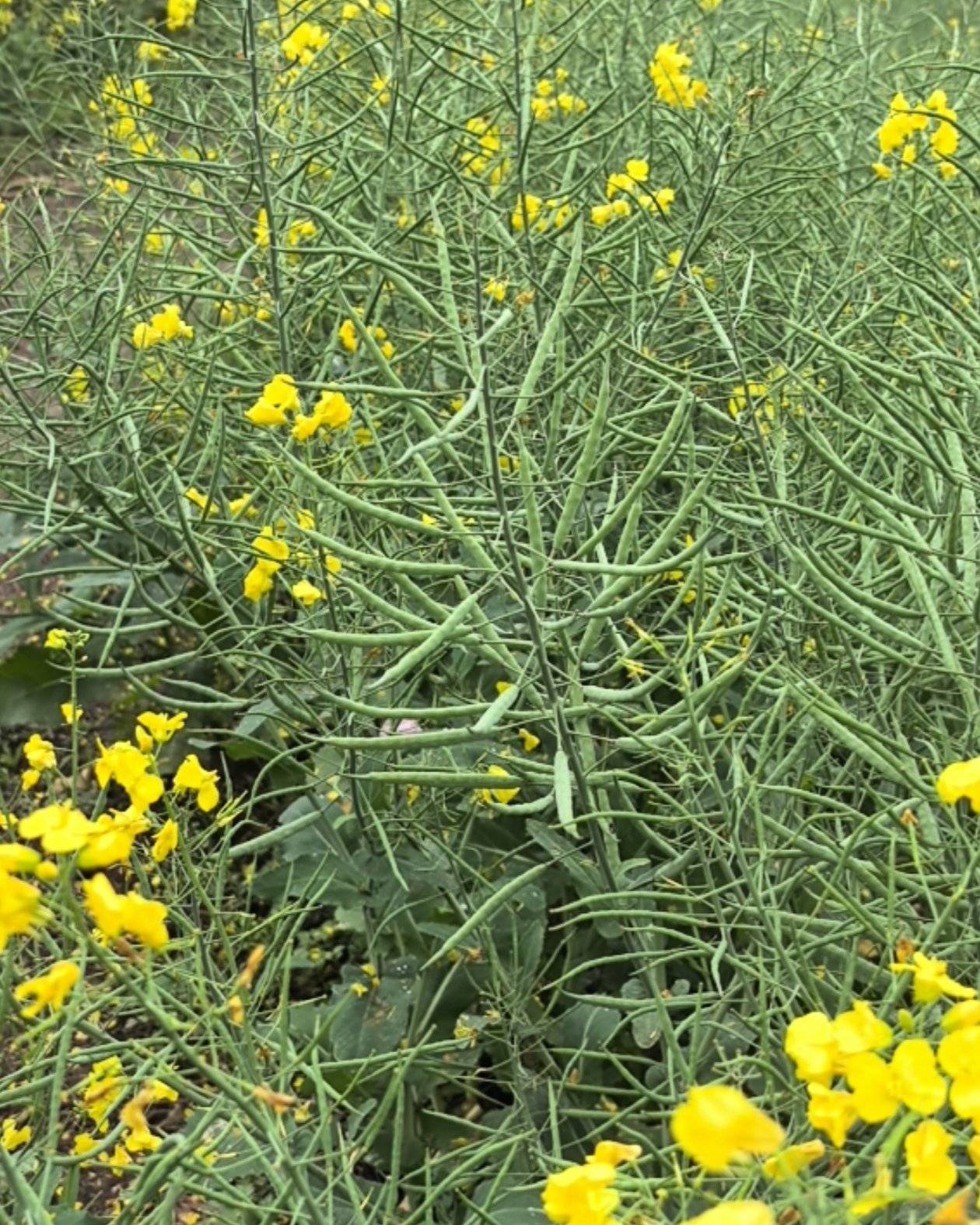 罗平油菜籽油