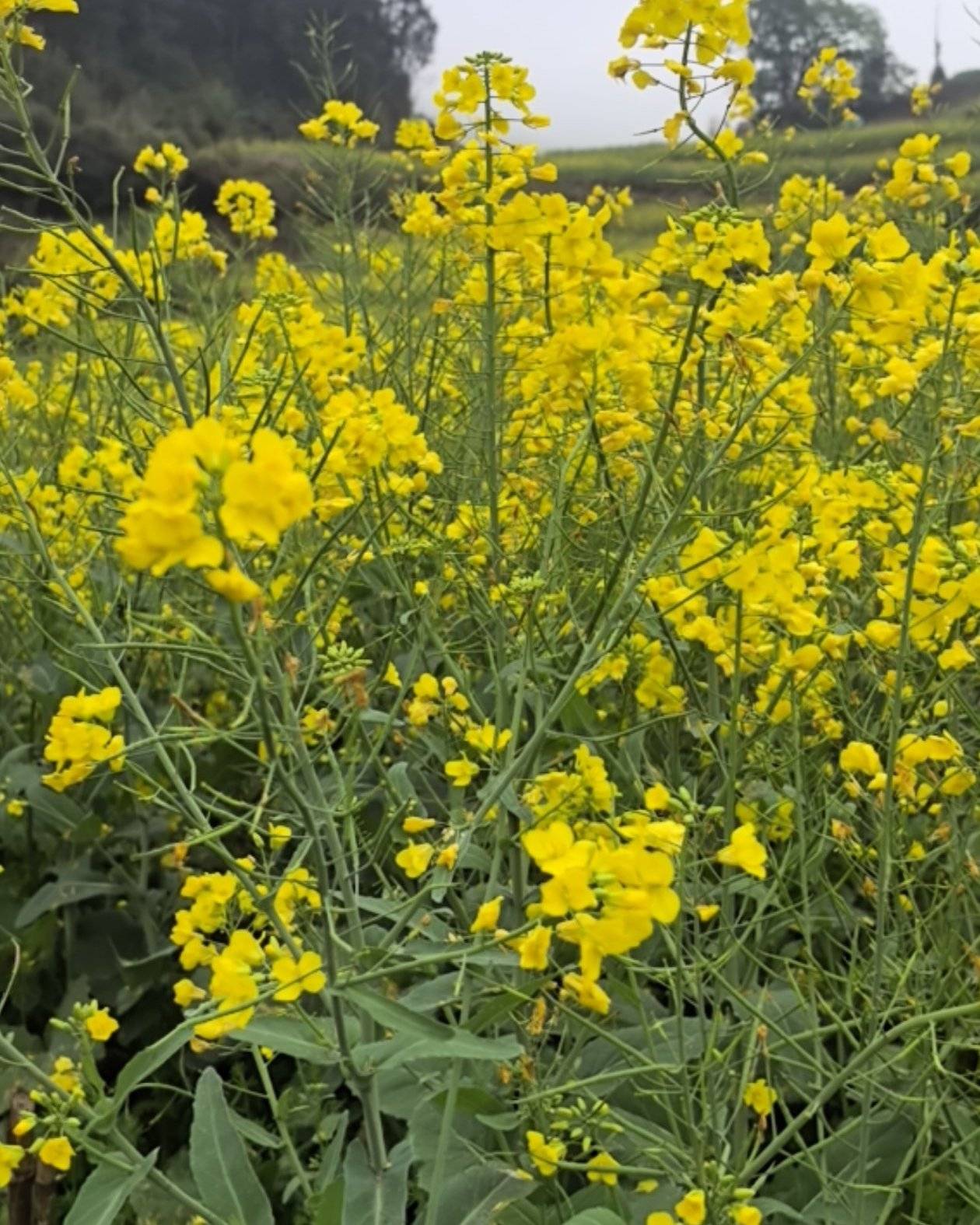 罗平油菜籽油
