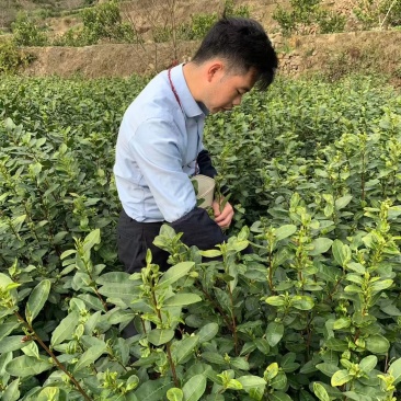 龙井茶扁茶丽水茶叶松阳茶叶绿茶白茶毛峰