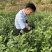 龙井茶扁茶丽水茶叶松阳茶叶绿茶白茶毛峰