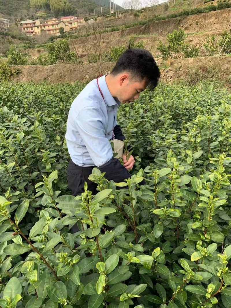 龙井茶扁茶丽水茶叶松阳茶叶绿茶白茶毛峰