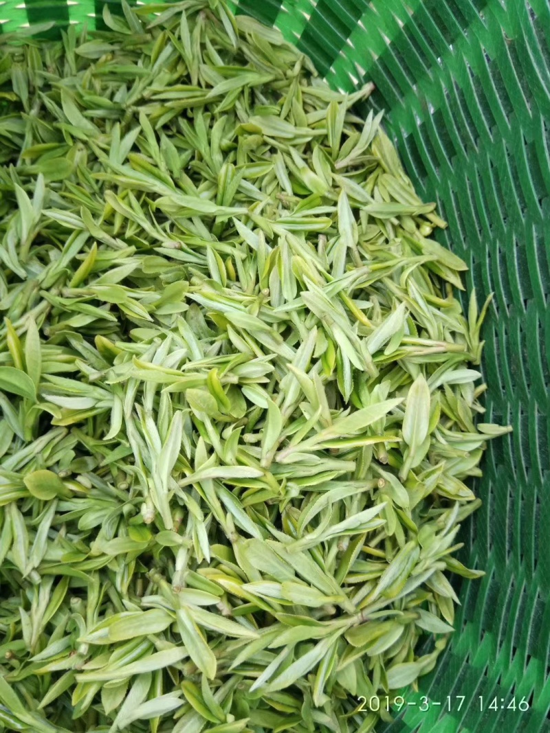龙井茶扁茶丽水茶叶松阳茶叶绿茶白茶毛峰