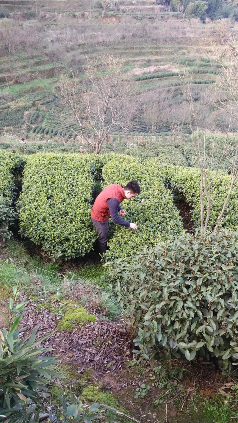 龙井茶扁茶丽水茶叶松阳茶叶绿茶白茶毛峰