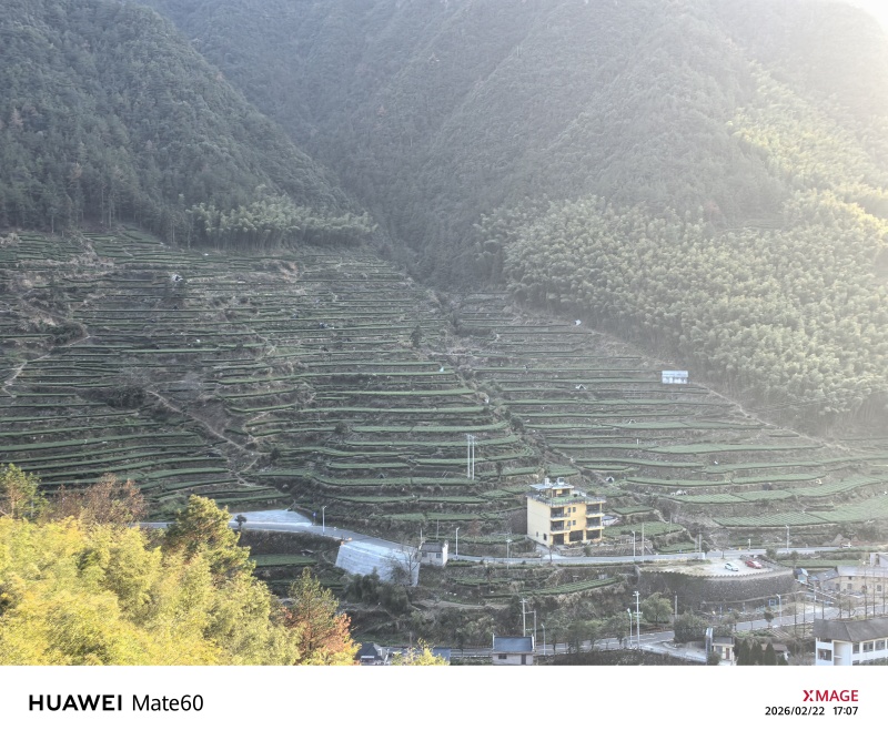 龙井茶扁茶丽水茶叶松阳茶叶绿茶白茶毛峰