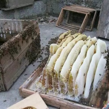 贵州大山农家蜂蜜