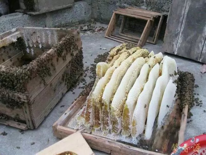 贵州大山农家蜂蜜