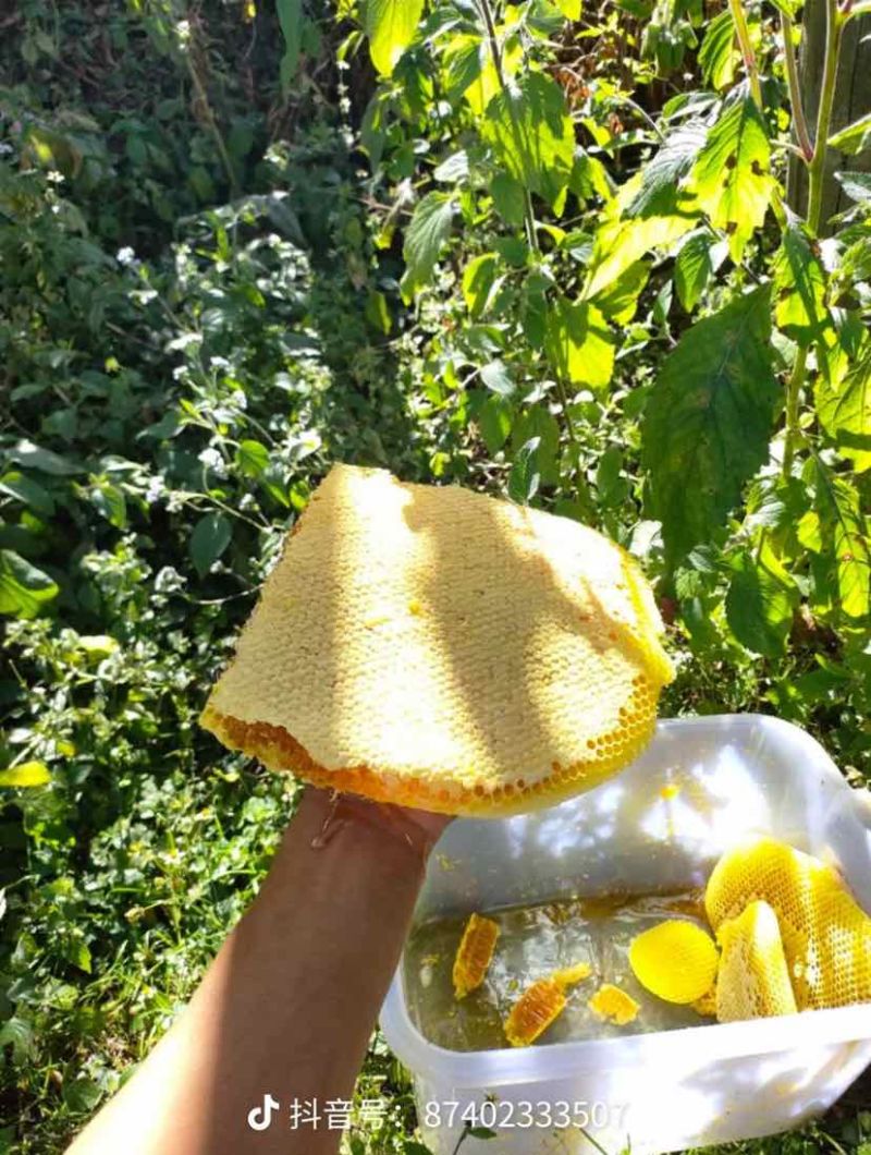 云南临沧土蜂蜜