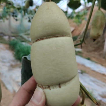 青皮葫芦异性可穿签