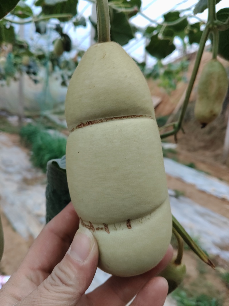 青皮葫芦异性可穿签