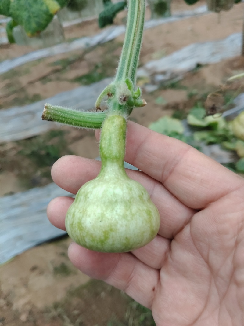 青皮葫芦异性可穿签