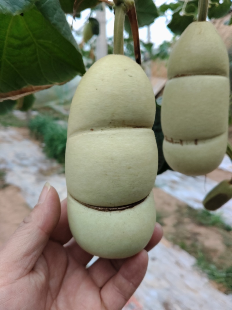 青皮葫芦异性可穿签