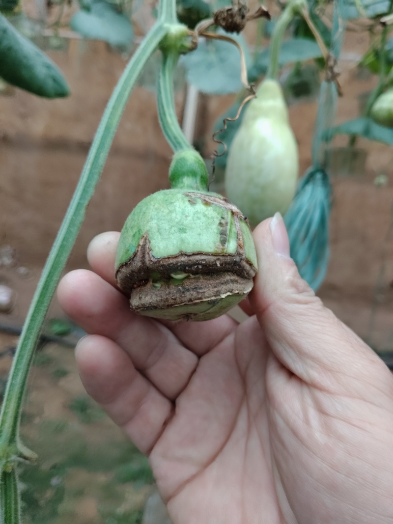 青皮葫芦异性可穿签